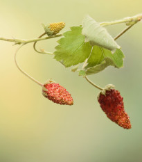 Jahodník lesný Mignonette - Fragaria vesca - predaj semien - 15 ks ​
