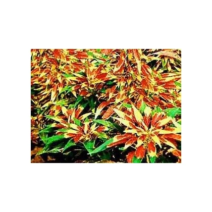 Láskavec trojfarebný - Amaranthus tricolor - semiačka - 0,2 g
