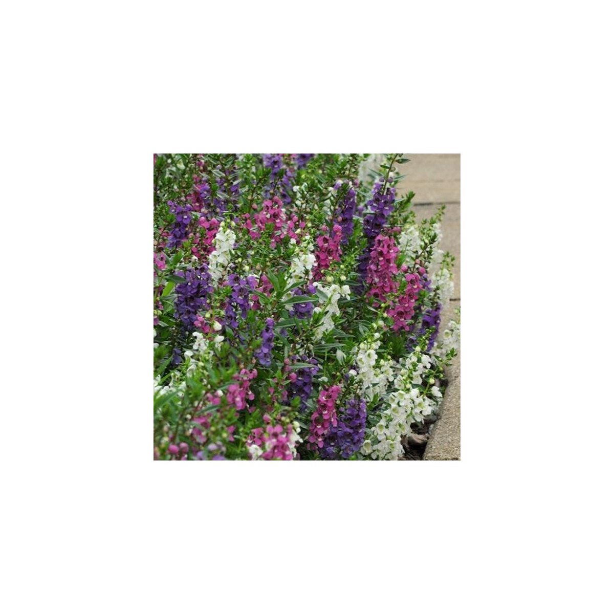 Angelónia zmes farieb - Angelonia angustifolia - predaj semien - 6 ks