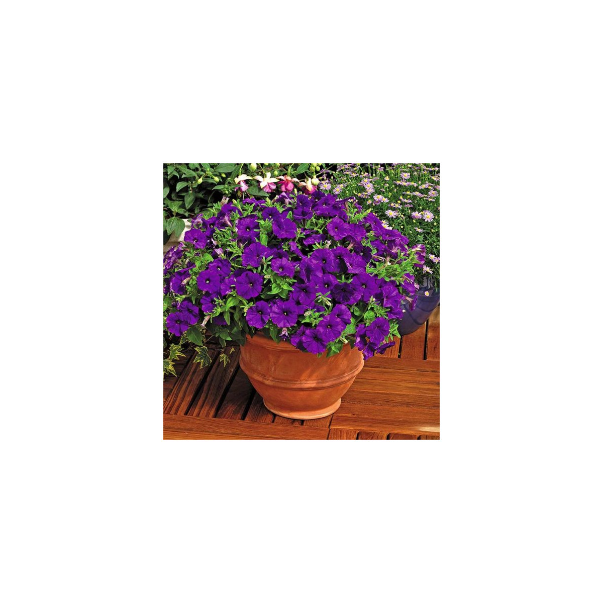 Petúnia Picobella modrá F1 - Petunia mill. - predaj semien - 15 ks