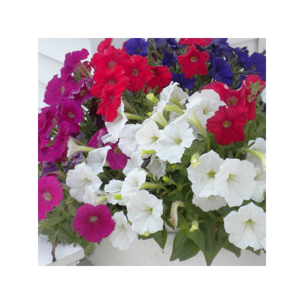 Petúnia Picobella zmes farieb F1 - Petunia mill. - predaj semien - 15 ks