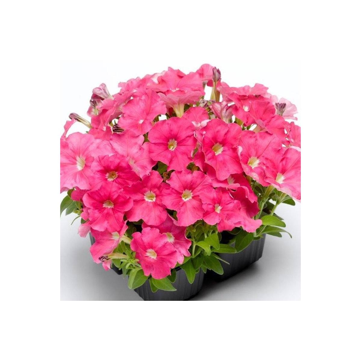 Petúnia Picobella ružová F1 - Petunia mill. - predaj semien - 15 ks