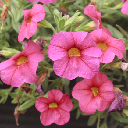 Petúnia Picobella ružová F1 - Petunia mill. - predaj semien - 15 ks