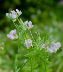 Zelené hnojenie Serradella - predaj semien - 400 g