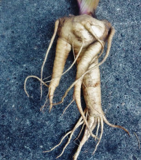 Mandragora lekárska - Mandragora officinalis - predaj semien - 6 ks ​