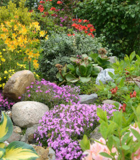 Letničky do skalky - predaj semien - 0,9 g