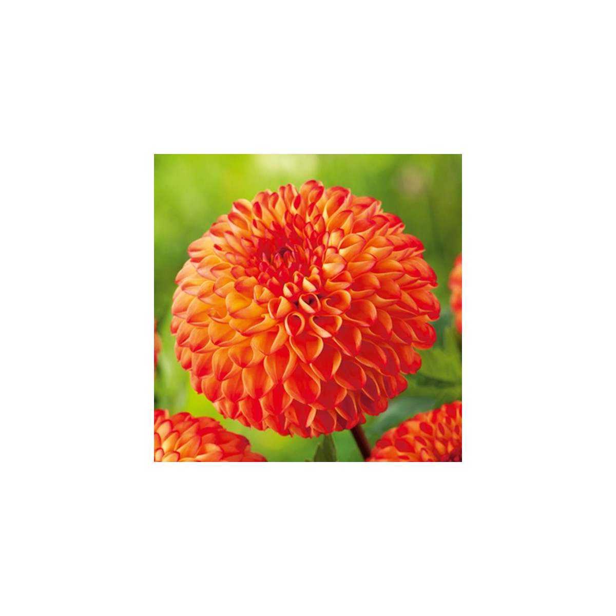 Georgína Mirella - Dahlia - predaj cibuľovín - 1 ks