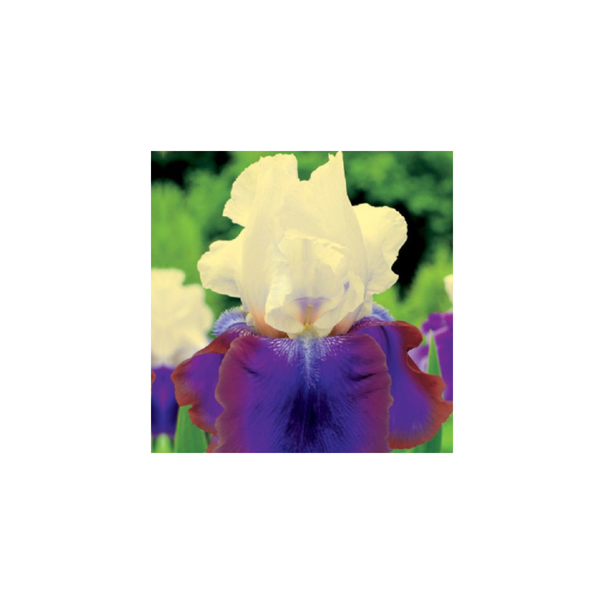 Kosatec nemecký Burgermeister - Iris germanica - predaj hľúz - 1 ks