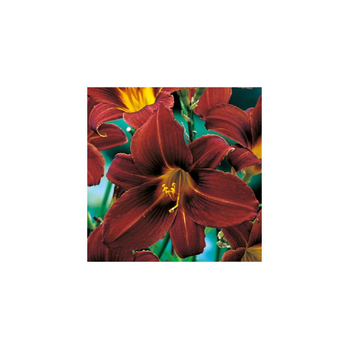 Ľaliovka Black Prince - Hemerocallis - predaj cibuľovín - 1 ks ​