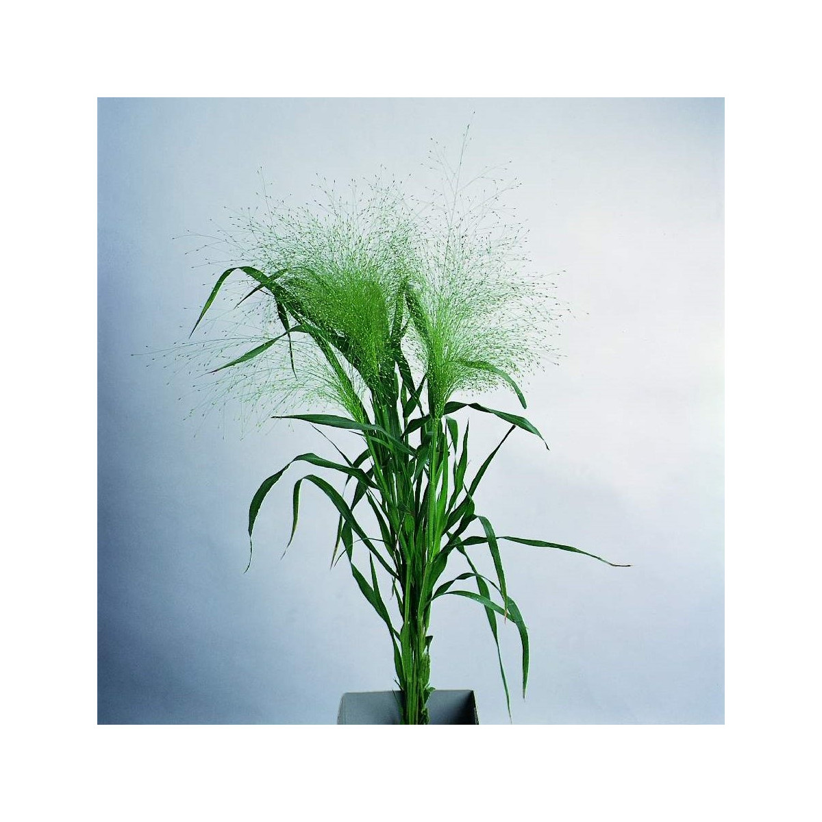 Proso prútnaté Fontaine - Panicum virgatum - predaj semien - 50 ks