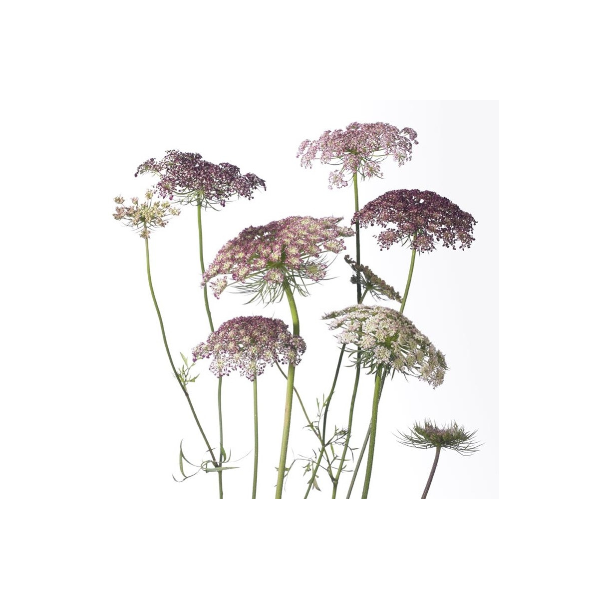 Okrasná mrkva Dara - Daucus carota - predaj semien - 20 ks