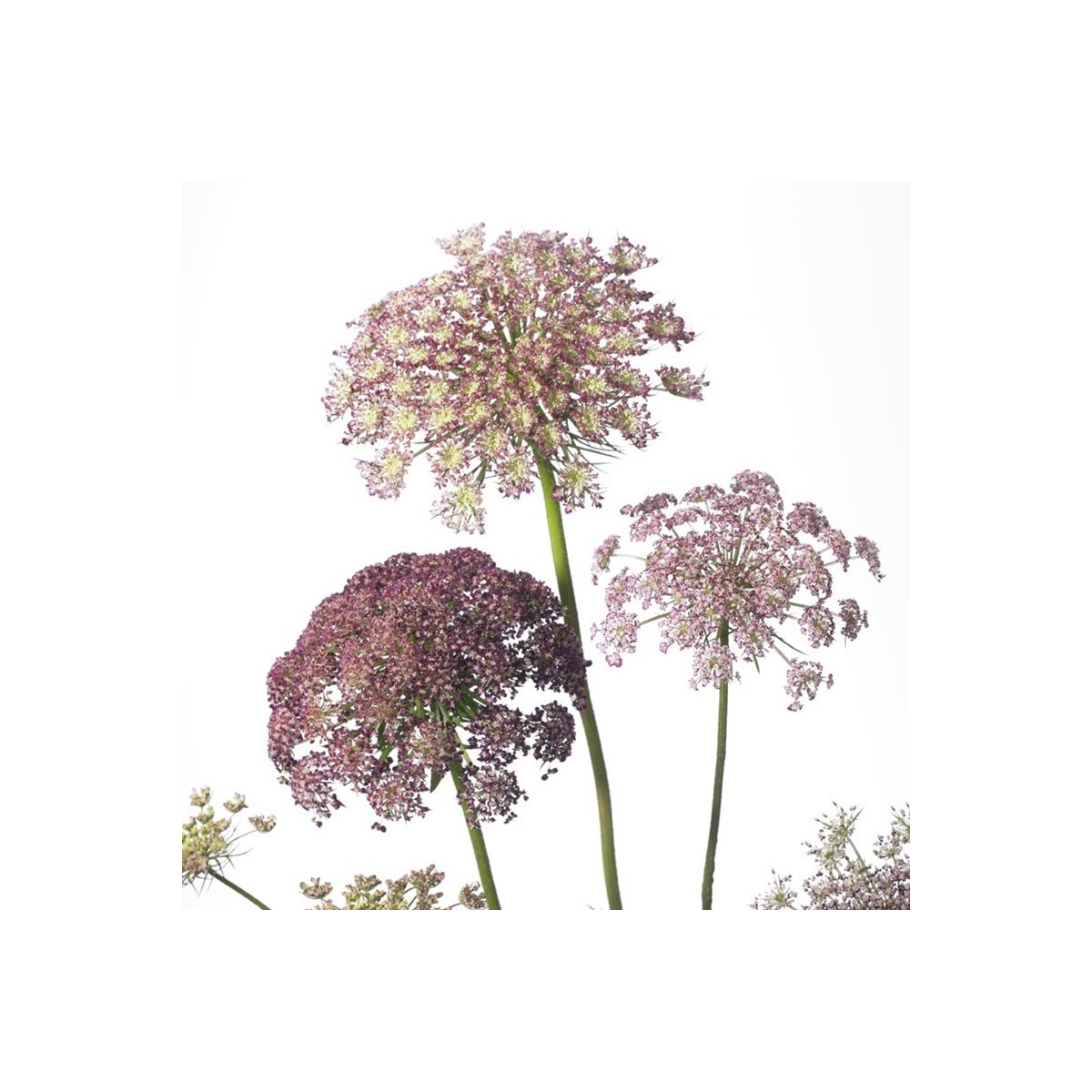 Okrasná mrkva Dara - Daucus carota - predaj semien - 20 ks