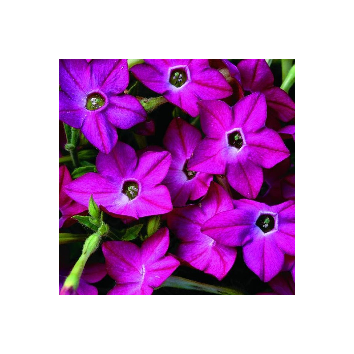 Tabak Saratoga ružový F1 - Nicotiana alata - predaj semien - 30 ks