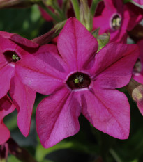 Tabak Saratoga ružový F1 - Nicotiana alata - predaj semien - 30 ks