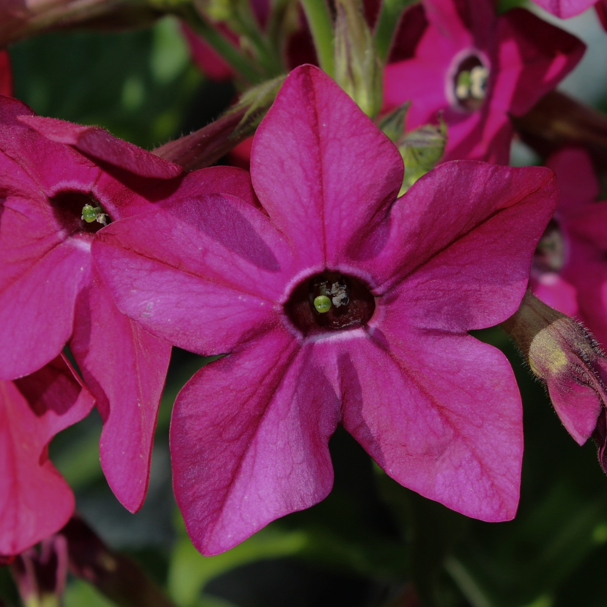 Tabak Saratoga ružový F1 - Nicotiana alata - predaj semien - 30 ks