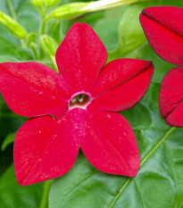 Tabak Saratoga červený F1 - Nicotiana x alata - predaj semien - 30 ks