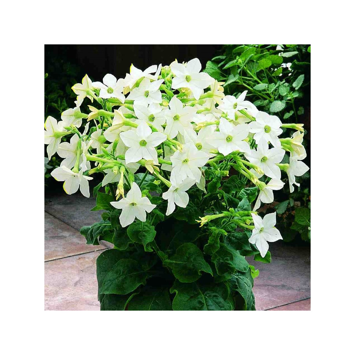 Tabak Saratoga biely F1 - Nicotiana x alata - predaj semien - 30 ks