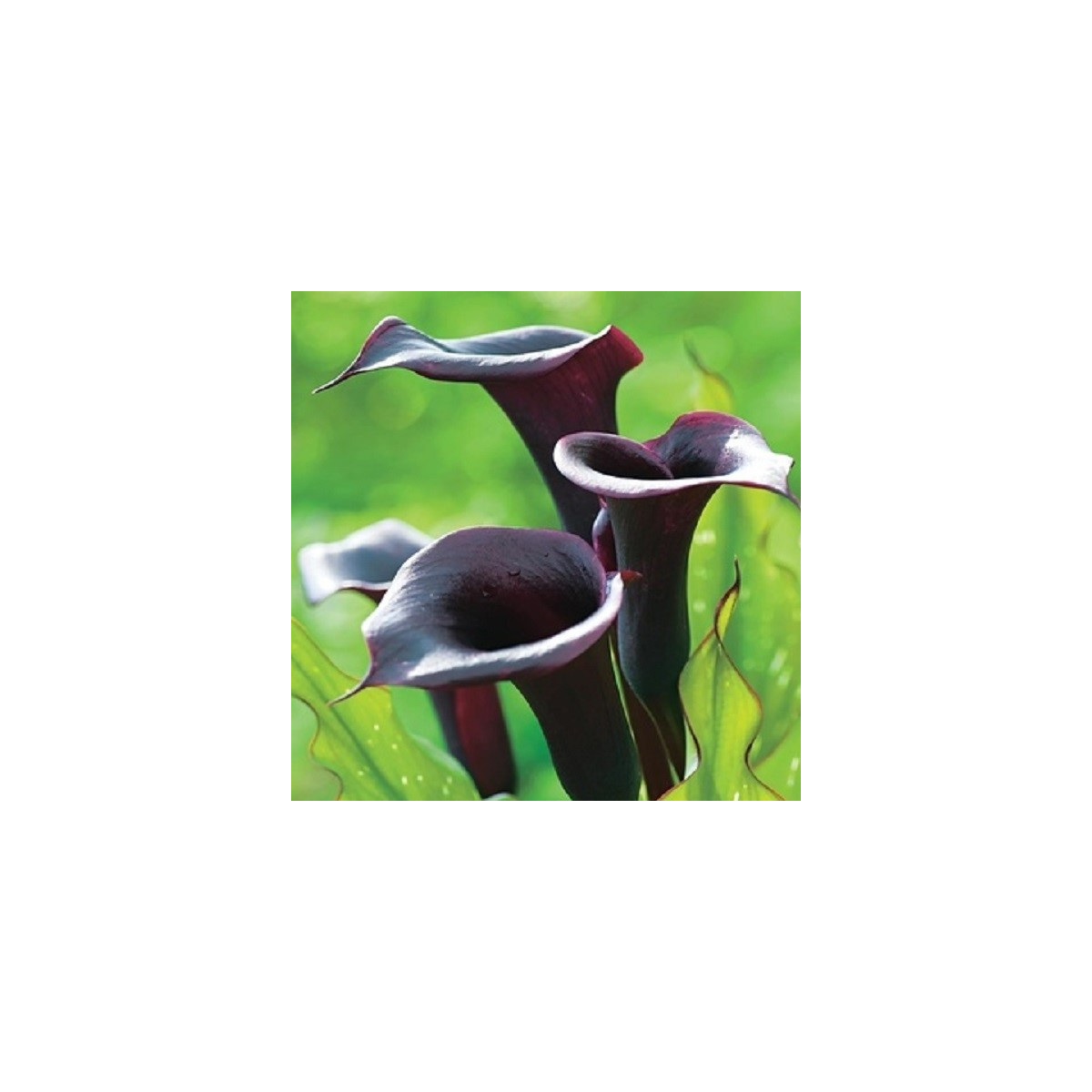 Kala Schwarzwalder - Zantedeschia - predaj cibuľovín - 1 ks ​