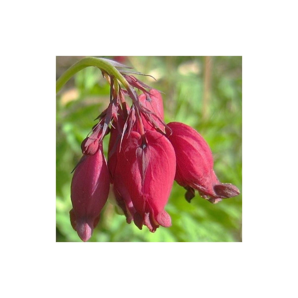 Srdcovka Bacchannal - Dicentra formosa - predaj cibuľovín - 1 ks