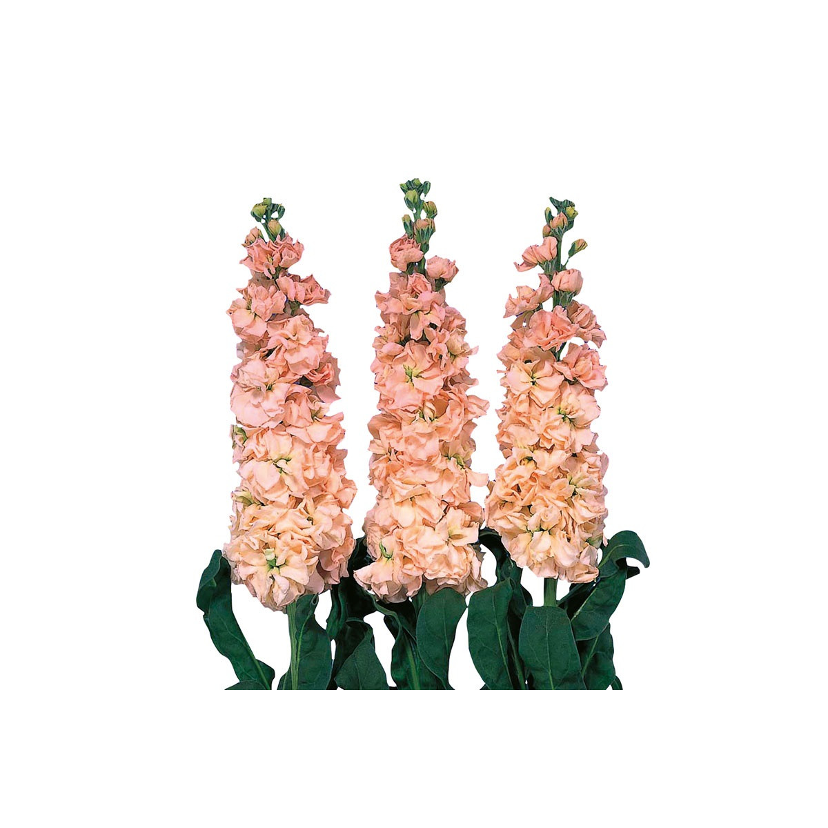 Fiala Iron Appricot - Matthiola incana - predaj semien - 40 ks