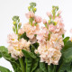 Fiala Iron Appricot - Matthiola incana - predaj semien - 40 ks