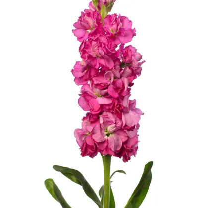 Fiala Iron Rose Pink - Matthiola incana - predaj semien - 40 ks