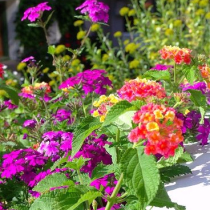 Letničky polovysoká zmes - predaj semien - 0,9 g