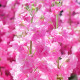 Fiala Iron Rose Pink - Matthiola incana - predaj semien - 40 ks