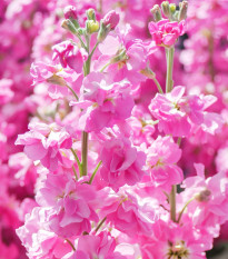 Fiala Iron Rose Pink - Matthiola incana - predaj semien - 40 ks