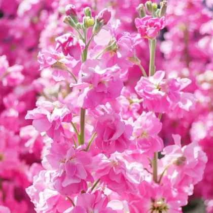 Fiala Iron Rose Pink - Matthiola incana - predaj semien - 40 ks