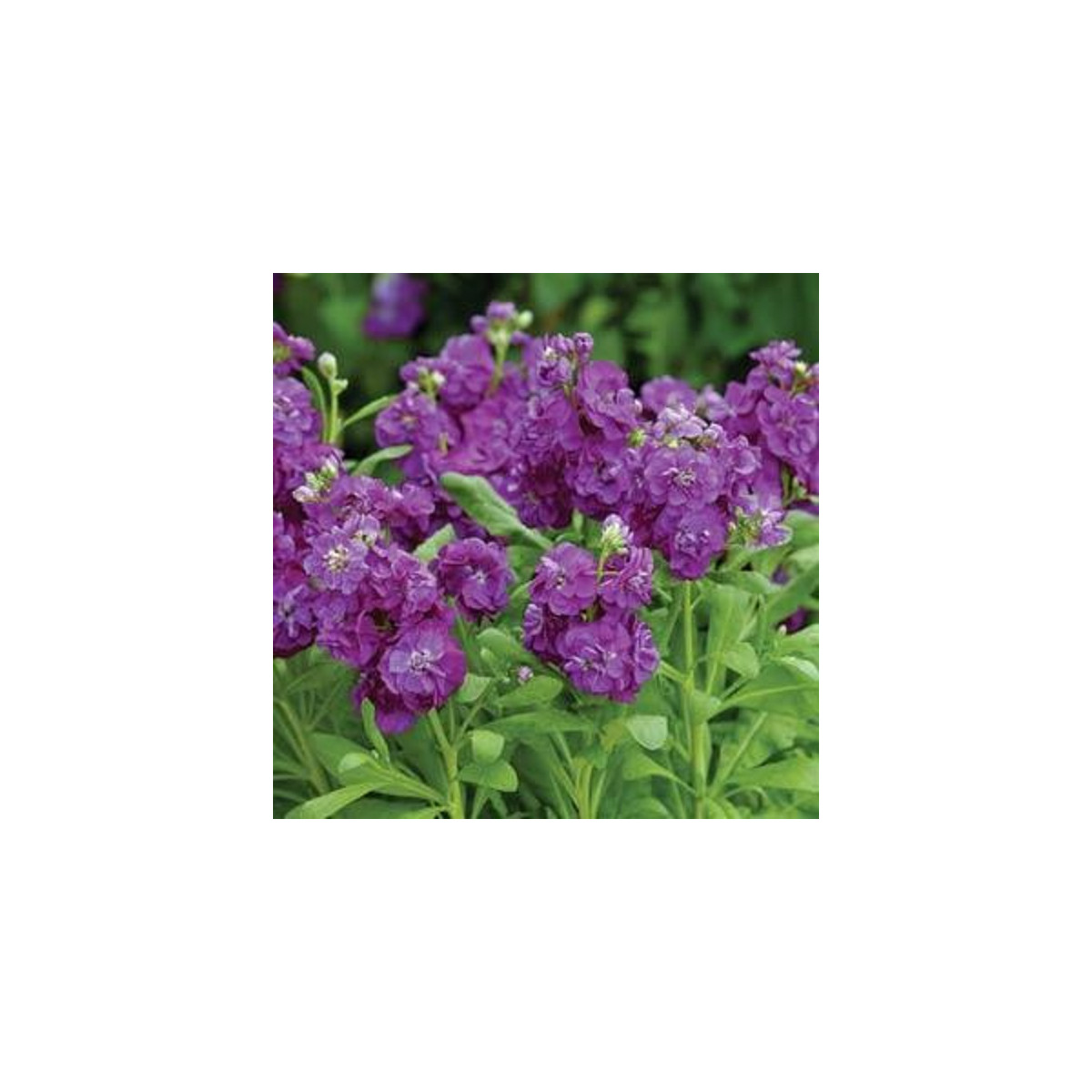 Fiala Hot cakes - Matthiola incana - predaj semien - 40 ks ​