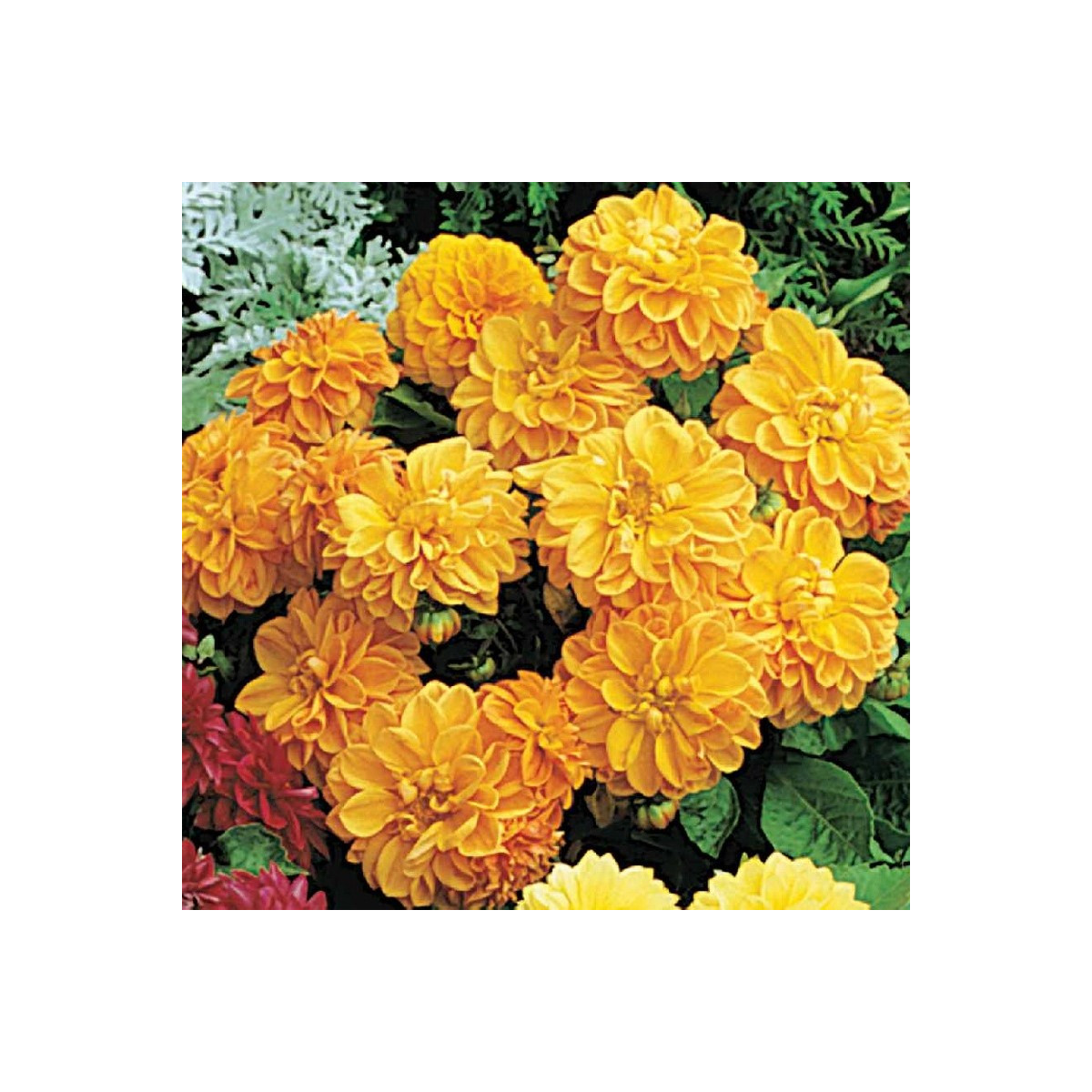 Georgína premenlivá Figaro Orange shades - Dahlia variabilis - predaj semien - 20 ks