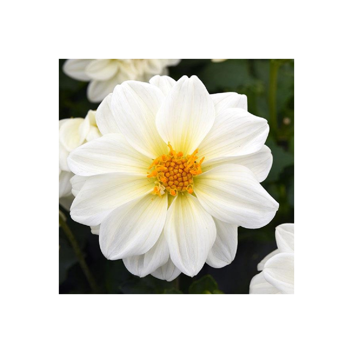 Georgína premenlivá Figaro biela - Dahlia variabilis - predaj semien - 20 ks