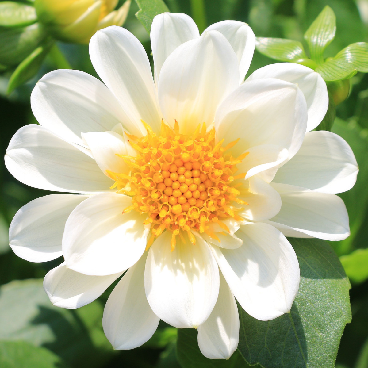 Georgína premenlivá Figaro biela - Dahlia variabilis - predaj semien - 20 ks