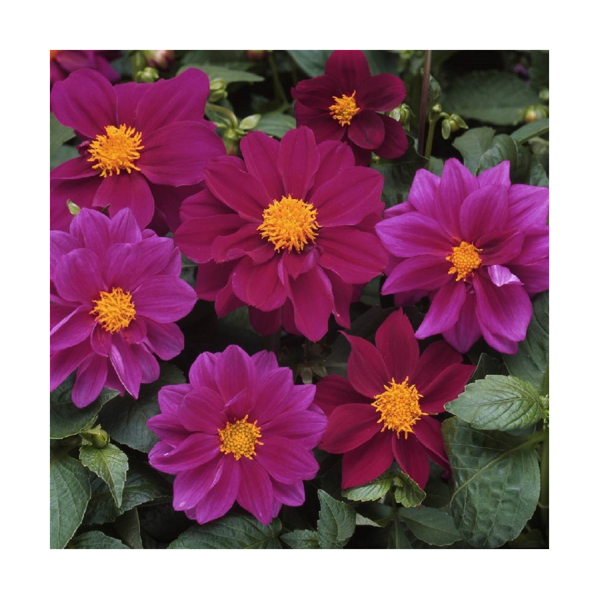 Georgína premenlivá Figaro Violet shades - Dahlia variabilis - predaj semien - 20 ks
