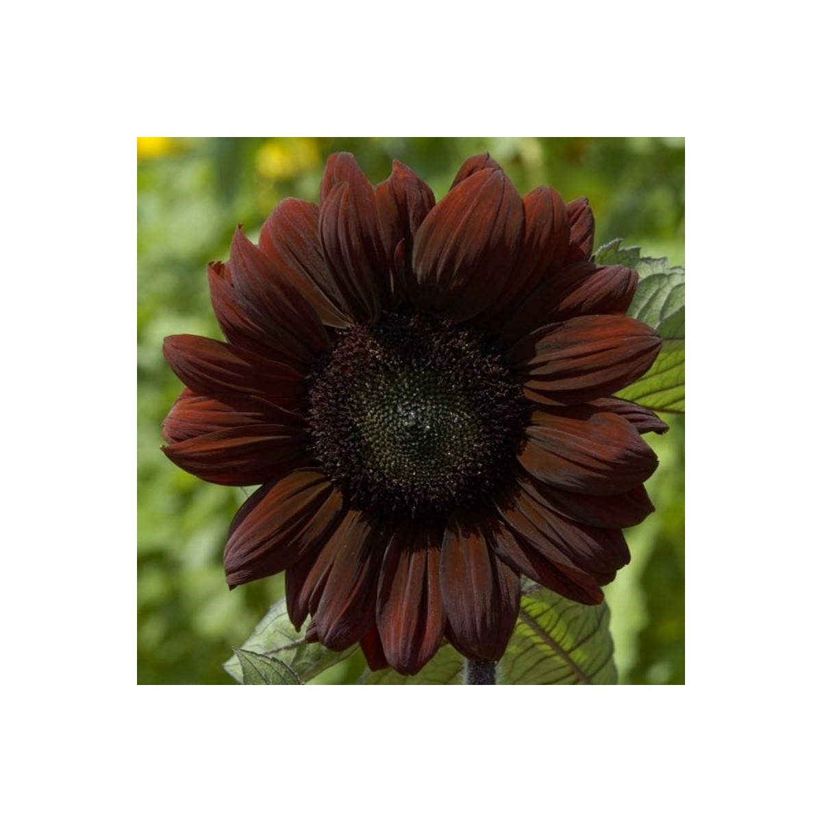 Slnečnica ročná Claret - Helianthus annuus - predaj semien - 10 ks