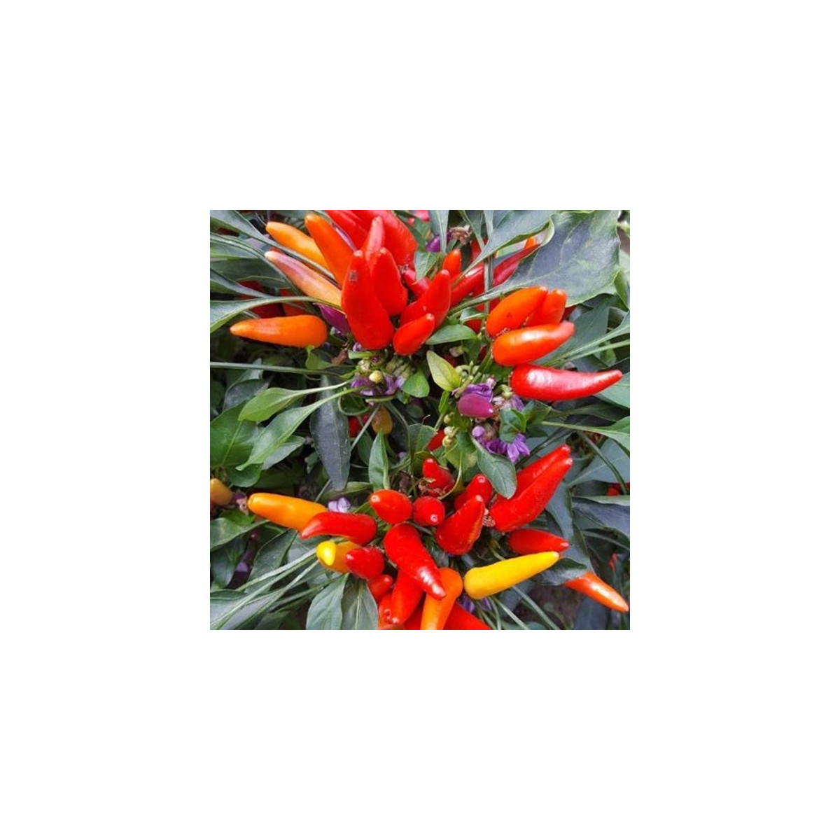Chilli Rainbow fire - Capsicum frutescens - predaj semien - 6 ks