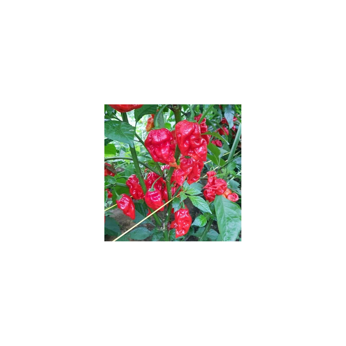 Chilli Apocalypse Red - Capsicum chinense - predaj semien - 5ks