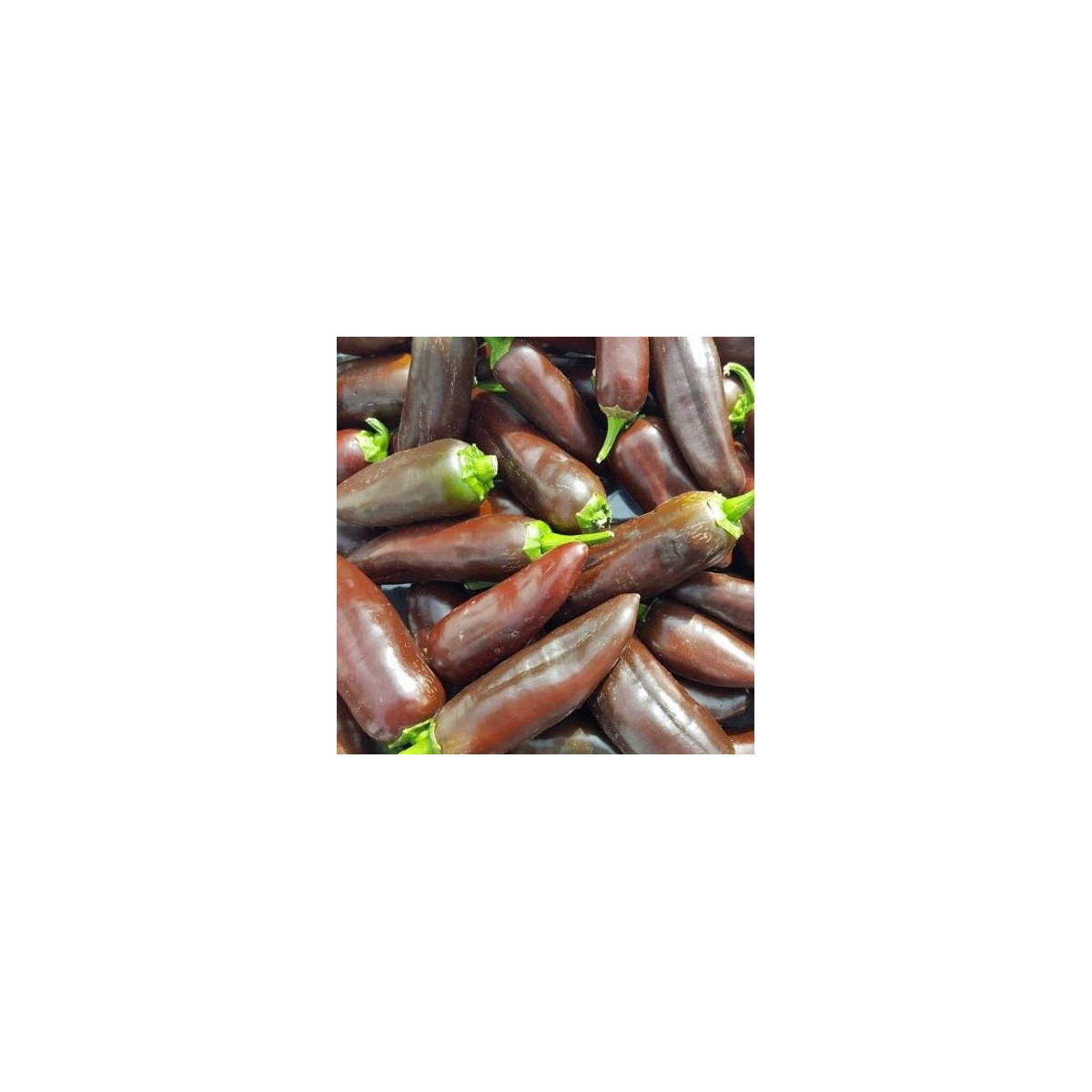 Chilli Jalapeno Brown - Capsicum annuum - predaj semien - 5 ks
