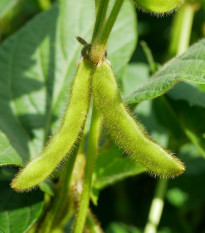BIO Sója Tofu - Glycine max - predaj bio semien - 50 ks