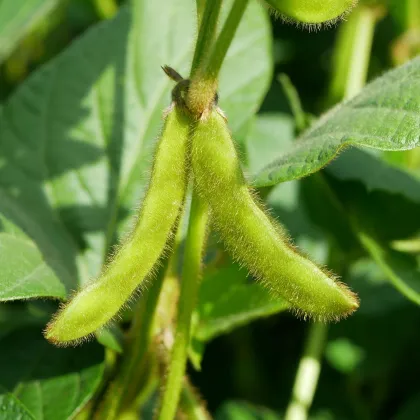BIO Sója Tofu - Glycine max - predaj bio semien - 50 ks