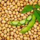 BIO Sója Tofu - Glycine max - predaj bio semien - 50 ks