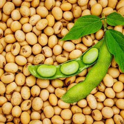 BIO Sója Tofu - Glycine max - predaj bio semien - 50 ks
