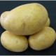 Sadbové zemiaky Princess - Solanum tuberosum - skoré - 5 kg