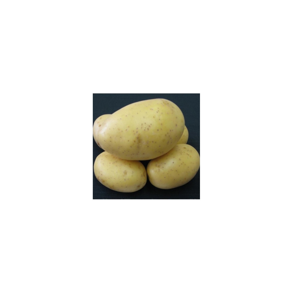 Sadbové zemiaky Princess - Solanum tuberosum - skoré - 5 kg