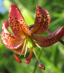 Ľalia Martagon Manitoba - Lilium martagon - predaj cibuľovín - 1 ks