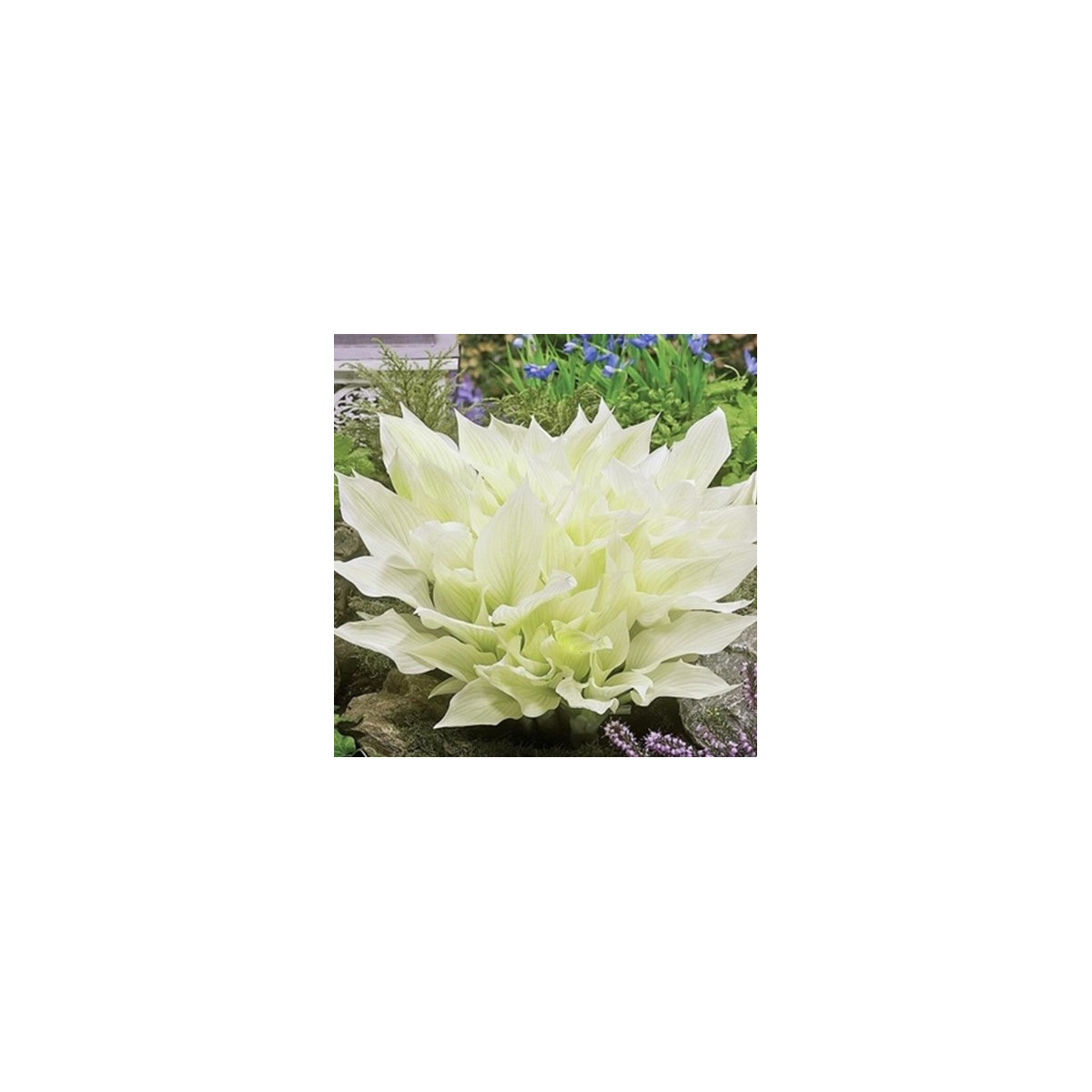 Funkia - Hosta White Feather - predaj cibuľovín - 1 ks