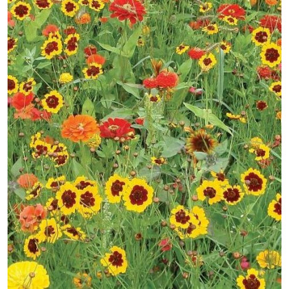Letničky zmes - záhradný sen od žltej do červenej - semiačka - 0,9 g