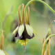Orlíček Chocolat Soldier - Aquilegia - voľnokorenené sadenice orlíčka - 1 ks