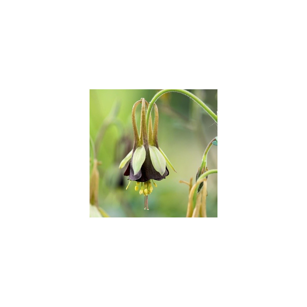 Orlíček Chocolat Soldier - Aquilegia - voľnokorenené sadenice orlíčka - 1 ks